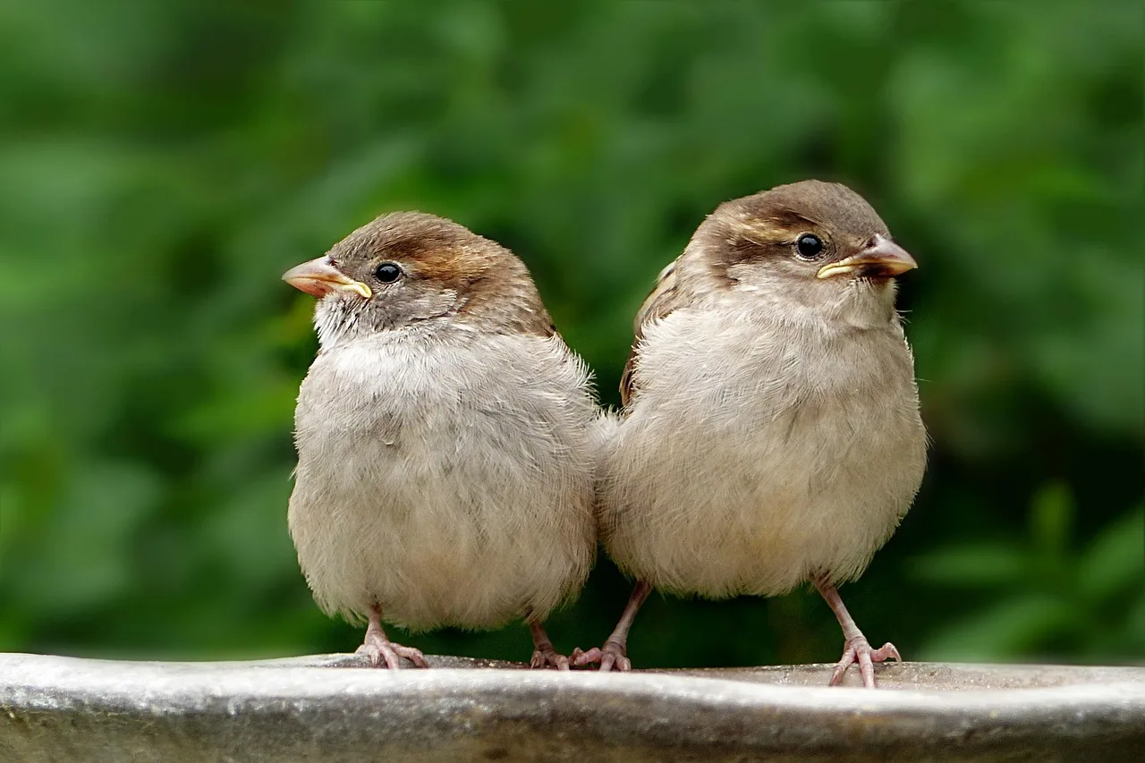 onderzoek beschermde dieren Sittard-Geleen